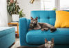 Protecting Furniture from Cat Scratches