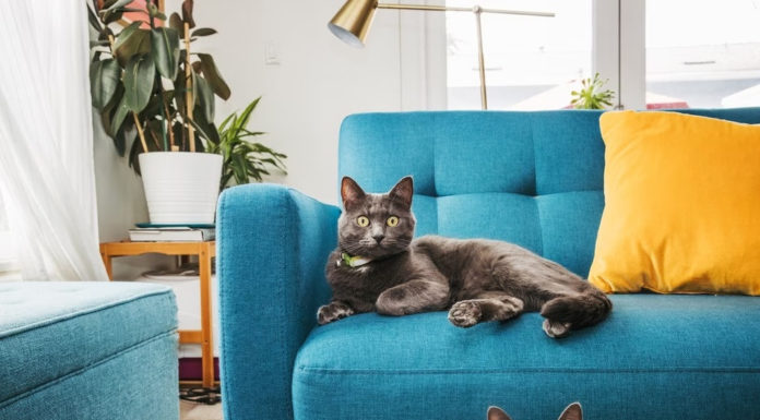 Protecting Furniture from Cat Scratches
