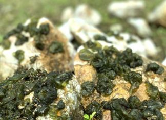 “Heavenly Cuisine: Ninh Binh’s Rock-Grown Specialties”