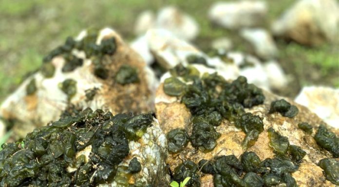 “Heavenly Cuisine: Ninh Binh’s Rock-Grown Specialties”