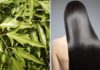 How to Use Polygonum multiflorum Leaves for Shiny and Soft Hair: 5 Tips