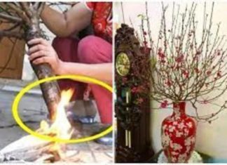 Stop Burning Your Peach Trees: Here’s the Ultimate Guide to Prune, Blossom, and Thrive All Year Round