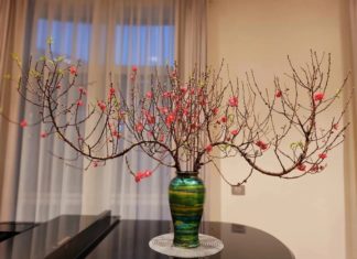Tips to Make Peach Blossoms Bloom for 10 Days During Tet, Sprouting Buds Blossom