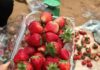 5 ways to differentiate between Moc Chau strawberries and Chinese strawberries