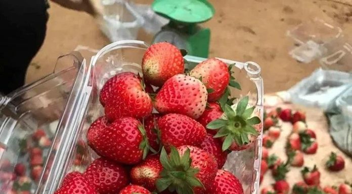 5 ways to differentiate between Moc Chau strawberries and Chinese strawberries