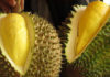 Discovering the Delicious Flavours of Vietnam’s Varieties of Durian