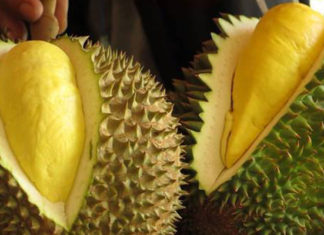 Discovering the Delicious Flavours of Vietnam’s Varieties of Durian