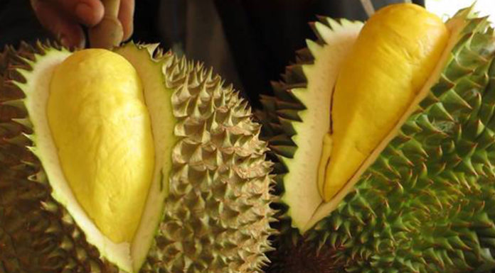 Discovering the Delicious Flavours of Vietnam’s Varieties of Durian