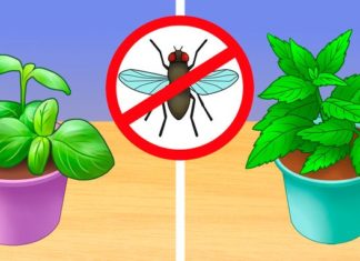 6 Non-Toxic Ways to Eliminate Insects without Chemicals