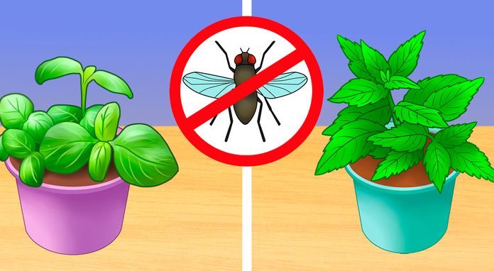 6 Non-Toxic Ways to Eliminate Insects without Chemicals