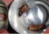 Only one plastic bottle can trap hundreds of cockroaches