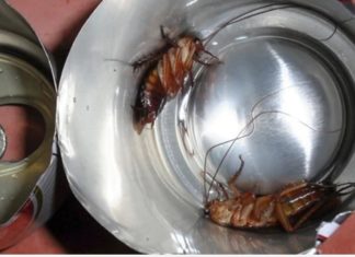 Only one plastic bottle can trap hundreds of cockroaches