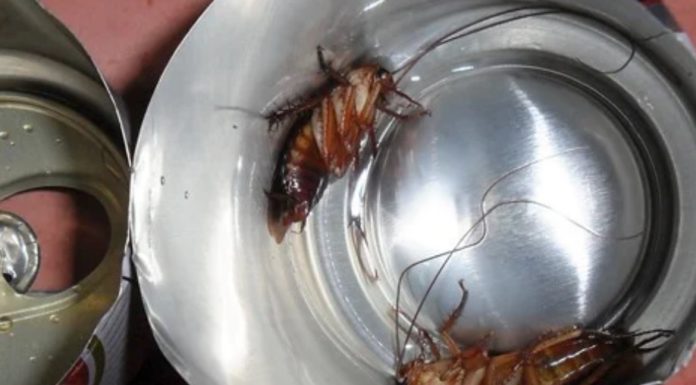Only one plastic bottle can trap hundreds of cockroaches
