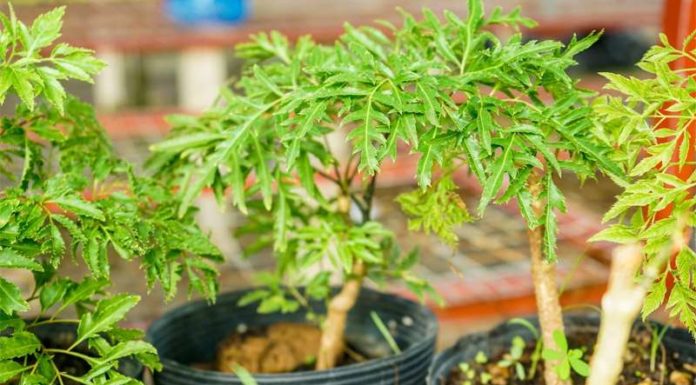 Amazing Opportunity to Grow Ginseng: Prosperous Farmer with Increasing Wealth