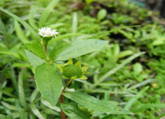 Treatment Option to Combat Hair Loss Revealed