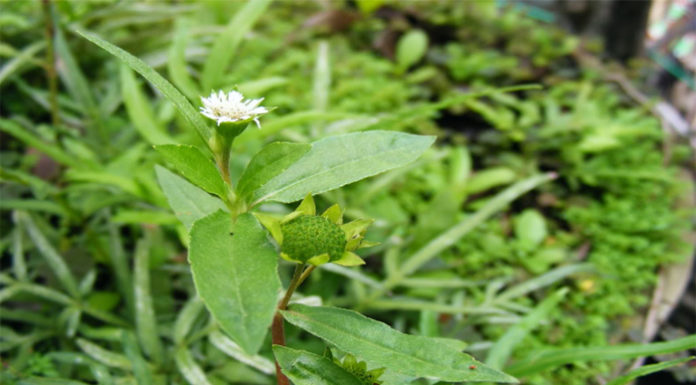 Treatment Option to Combat Hair Loss Revealed