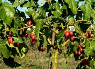 ‘Exorbitantly Priced “Passion Pineapple” Tomatoes at 1 Million VND Per Kg’