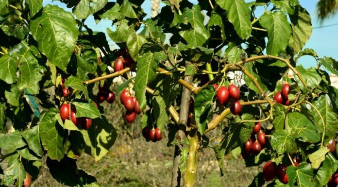 ‘Exorbitantly Priced “Passion Pineapple” Tomatoes at 1 Million VND Per Kg’