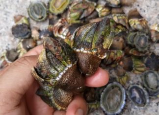Exploring Khanh Hoa Province for Rare Dragon Snail Delicacy