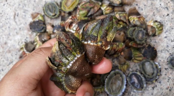 Exploring Khanh Hoa Province for Rare Dragon Snail Delicacy