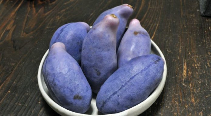 Vietnam Aroused by High-Priced Giant Purple Grapes