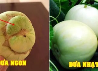 Tips for buying ripe and delicious melons: Just look at the stem