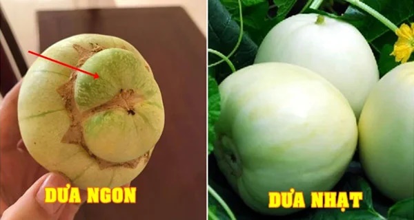 Tips for buying ripe and delicious melons: Just look at the stem