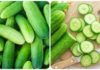 Choosing Delicious, Fragrant, and Bitter-Free Cucumbers