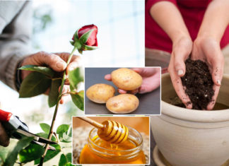 How to grow roses from a single stem into a beautiful blooming bush that will captivate anyone’s heart