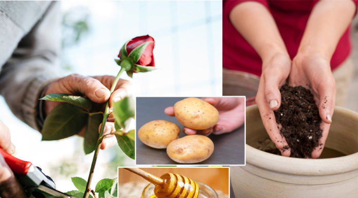 How to grow roses from a single stem into a beautiful blooming bush that will captivate anyone’s heart