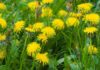 Treating Acne and Melasma Quickly, Safely, and Efficiently with Dandelion Greens