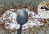 Quick and effective tips to get rid of ants from sugar jar