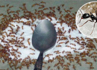 Quick and effective tips to get rid of ants from sugar jar