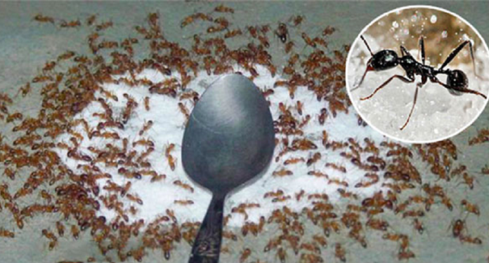Quick and effective tips to get rid of ants from sugar jar