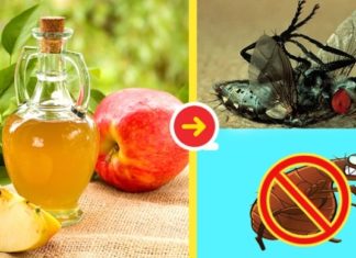 Get Rid of Flies in Your Home in an Instant