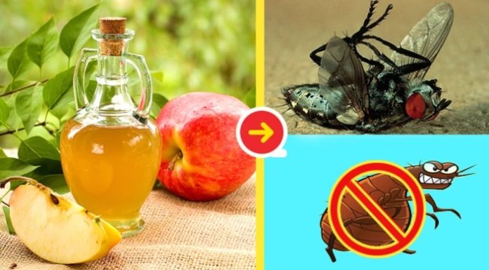 Get Rid of Flies in Your Home in an Instant