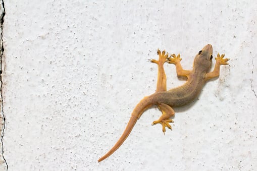 7 Effective Ways to Safely Remove Geckos from Your Home