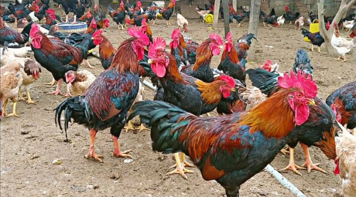 Unlocking the Sweet Secrets of Sugarcane Chicken: A Tet Tradition