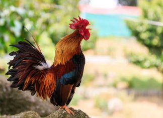 Why do people often choose steamed chicken to offer to ancestors on Tet holiday? Learn how to tie it “super fast” with just one string.
