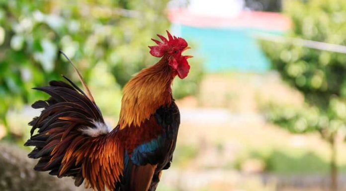 Why do people often choose steamed chicken to offer to ancestors on Tet holiday? Learn how to tie it “super fast” with just one string.