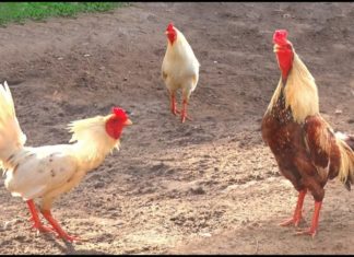 Why do roosters always crow on time and wake up earlier than hens?