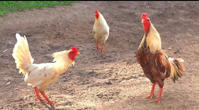 Why do roosters always crow on time and wake up earlier than hens?