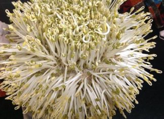 Making a delicious and surprising dish with beans in a quick and easy way.