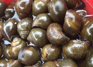 Unveiling the Renowned River Countryside Delicacy: Kitchen Snails