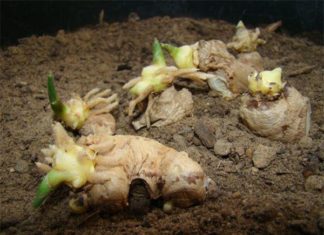 Ginger Branch Piercing: A Few Months Later, Enjoy an Abundant, Vibrant and Stunning Ginger Harvest