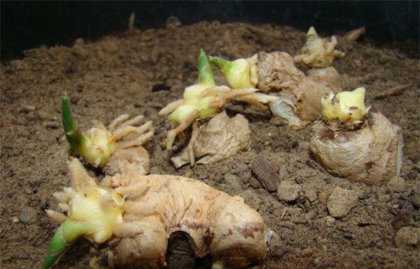 Ginger Branch Piercing: A Few Months Later, Enjoy an Abundant, Vibrant and Stunning Ginger Harvest