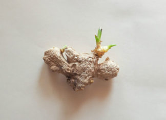 Can Ginger, Onion, and Garlic Sprout Be Eaten? Are They Toxic?