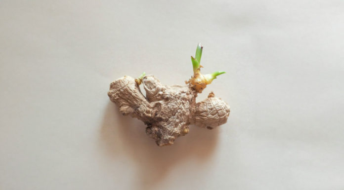 Can Ginger, Onion, and Garlic Sprout Be Eaten? Are They Toxic?