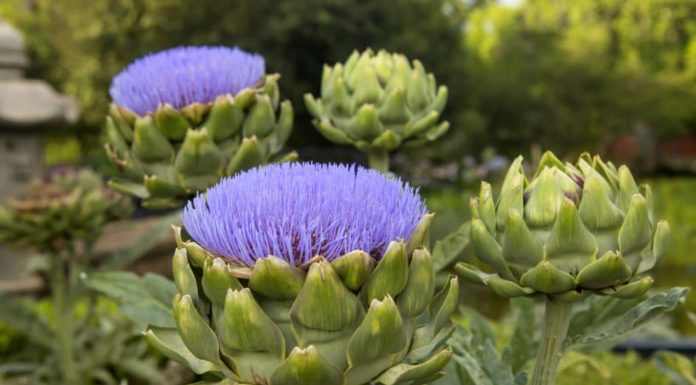 Discover the Astonishing Advantages of Hibiscus Flowers for Your Health