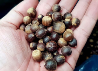 Rise in Demand for Roasted Peanuts